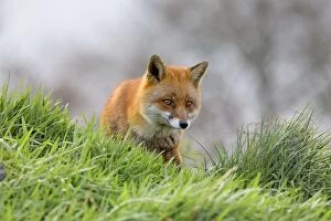 Images Dated 4th December 2012: Red Fox - UK