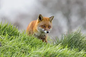 Red Fox - UK