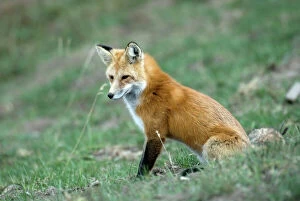 Red Fox - Side view of animal sitting
