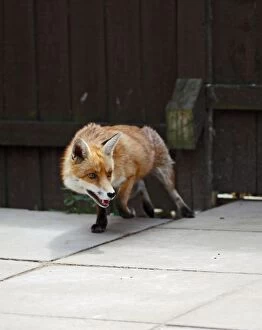 Red Fox - vixen in backyard