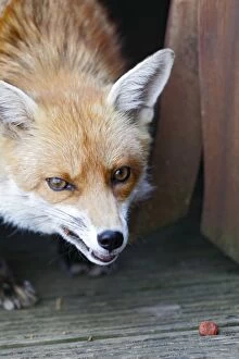 Red Fox - vixen close up in back yard