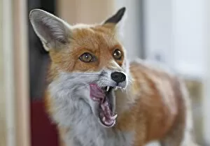 Red Fox - vixen entering room in house