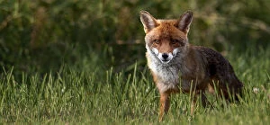 Red fox, Vulpes vulpes, on grass field. is