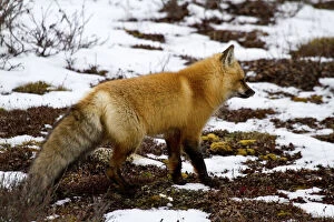 Red Fox (Vulpes vulpes) in snow in winter