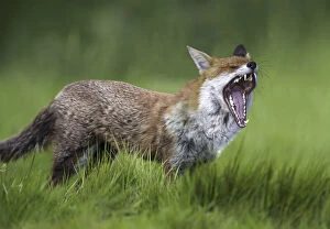 Red fox, Vulpes vulpes, yawning on grass field