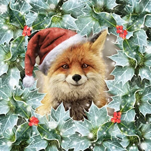 Red Fox, wearing Christmas hat in falling snow surrounded