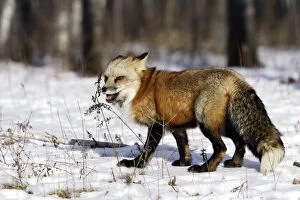 Images Dated 15th January 2007: Red Fox - in winter Minnesota USA