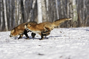 Images Dated 15th January 2007: Red Fox - in winter Minnesota USA