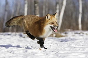 Images Dated 15th January 2007: Red Fox - in winter Minnesota USA