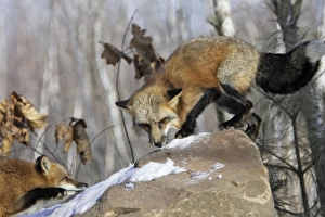 Images Dated 15th January 2007: Red Fox - in winter Minnesota USA