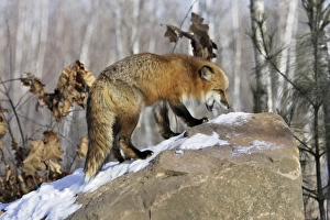 Images Dated 15th January 2007: Red Fox - in winter Minnesota USA