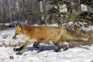 Images Dated 15th January 2007: Red Fox - in winter Minnesota USA