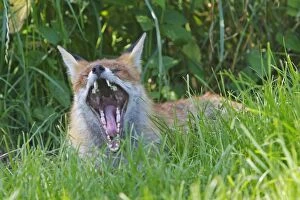 Red Fox - yawning