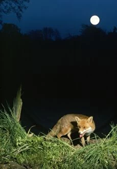 Red FOX - young