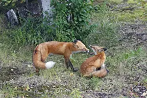 Red Fox - young