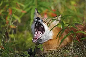 Red Fox - young