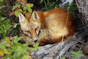 Red Fox - young