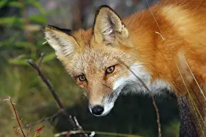 Red Fox - young