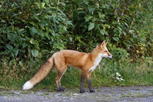 Images Dated 6th September 2008: Red Fox - young