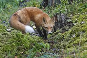 Red Fox - young