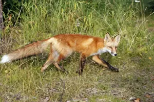 Red Fox - young