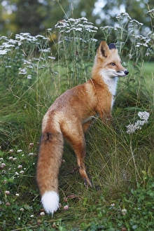 Images Dated 6th September 2008: Red Fox - young