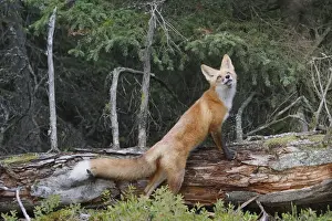 Red Fox - young