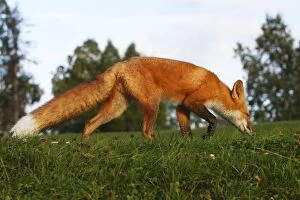 Images Dated 6th September 2008: Red Fox - young