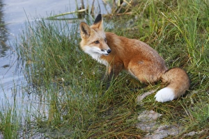 Images Dated 6th September 2008: Red Fox - young