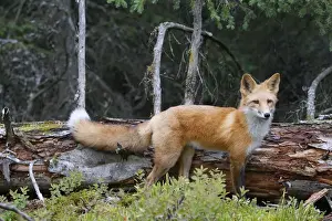 Red Fox - young