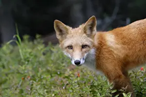 Red Fox - young