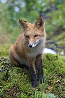 Images Dated 4th September 2008: Red Fox - young