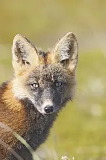 Alaska***alaska Prints: Red Fox - young - dark phase