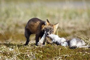 Images Dated 30th August 2008: Red Fox - young - dark phase - eating a Snowshoe Hare