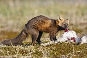 Red Fox - young - dark phase - eating a Snowshoe Hare