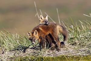 Images Dated 28th August 2008: Red Fox - young - dark phase - game between two from the same litter - Seward Peninsula - Alaska