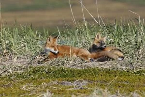 Images Dated 28th August 2008: Red Fox - young - dark phase and regular phase - Seward Peninsula - Alaska