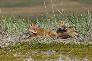 Images Dated 28th August 2008: Red Fox - young - dark phase and regular phase - Seward Peninsula - Alaska