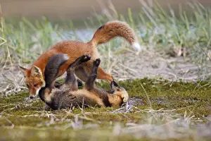 Red Fox - young - dark phase and regular phase - Seward Peninsula - Alaska