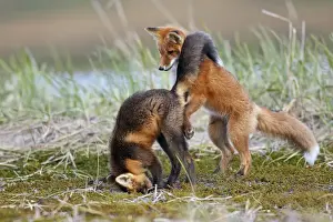 Red Fox - young - dark phase and regular phase - Seward Peninsula - Alaska