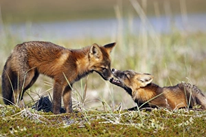 Images Dated 28th August 2008: Red Fox - young - dark phase - Seward Peninsula - Alaska