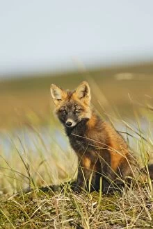 Images Dated 29th August 2008: Red Fox - young - dark phase - Seward Peninsula - Alaska