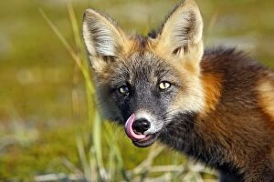 Images Dated 28th August 2008: Red Fox - young - dark phase - Seward Peninsula - Alaska