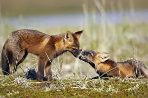 Red Fox - young - dark phase - Seward Peninsula - Alaska