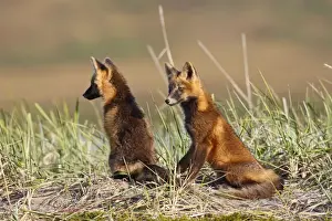 Red Fox - young - dark phase - Seward Peninsula - Alaska