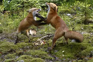 Mammifere Prints: Red Fox - young - fighting