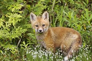 Images Dated 8th June 2010: Red Fox - young pup - spring - northern Maine - USA