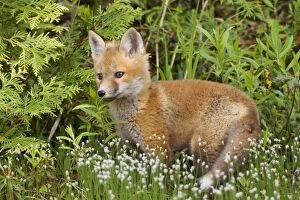 Images Dated 8th June 2010: Red Fox - young pup - spring - northern Maine - USA
