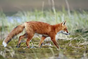Red Fox - young - Seward Peninsula - Alaska