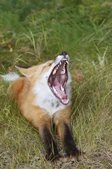 Red Fox - young - yawning